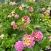 Set of 2 Lantana Camara Live Plants 4-6" Tall - Outdoor, Attracts Butterflies & Hummingbirds - Image 1