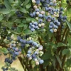 Set of 2 Legacy Blueberry Live Plants - 4-6" Tall - Northern Highbush Vaccinium corymbosum Set of 2 Legacy Blueberry Live Plants - 4-6" Tall - Northern Highbush Vaccinium corymbosum - Image 1