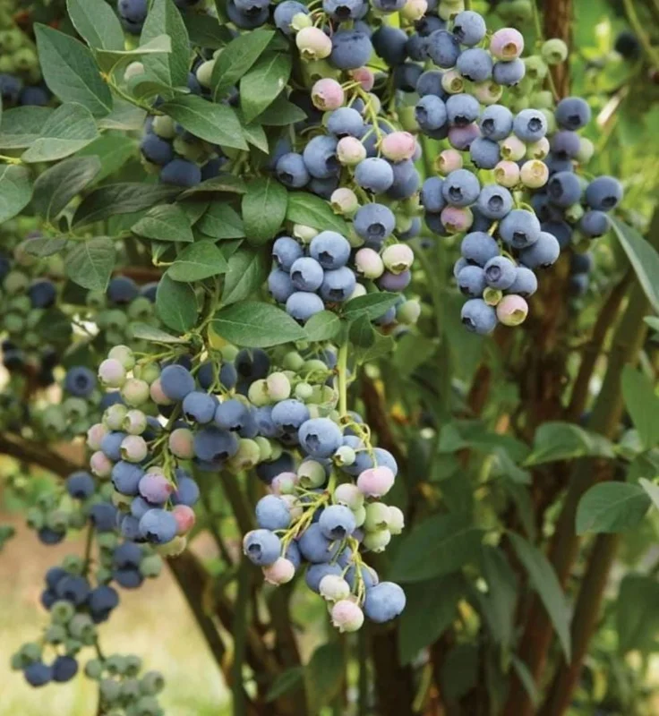 Set of 2 Legacy Blueberry Live Plants - 4-6" Tall - Northern Highbush Vaccinium corymbosum Set of 2 Legacy Blueberry Live Plants - 4-6" Tall - Northern Highbush Vaccinium corymbosum - Image 1