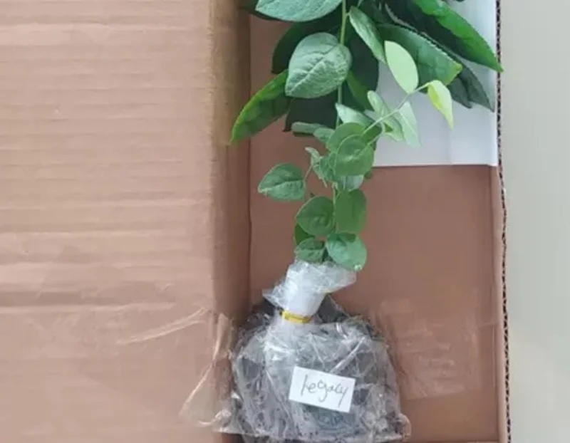 Set of 2 Legacy Blueberry Live Plants - 4-6" Tall - Northern Highbush Vaccinium corymbosum Set of 2 Legacy Blueberry Live Plants - 4-6" Tall - Northern Highbush Vaccinium corymbosum - Image 6