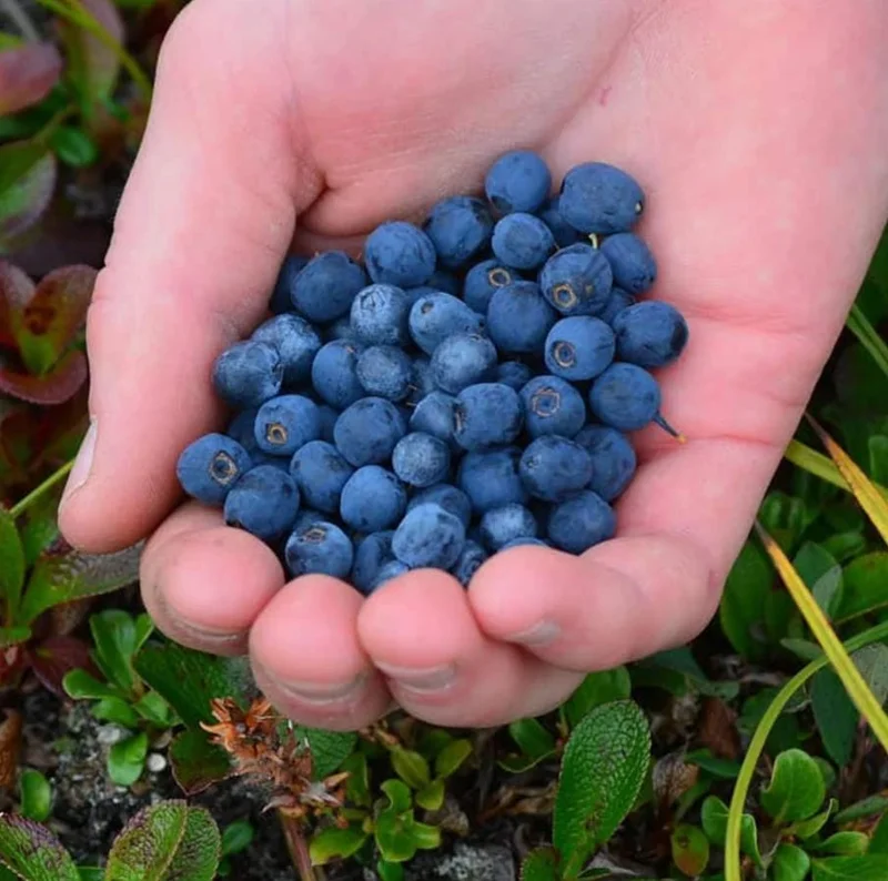Set of 2 Legacy Blueberry Live Plants - 4-6" Tall - Northern Highbush Vaccinium corymbosum Set of 2 Legacy Blueberry Live Plants - 4-6" Tall - Northern Highbush Vaccinium corymbosum - Image 9