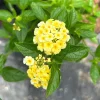 Set of 2 Lemon Drop Lantana Camara Live Plants 4-6" Tall - Attracts Butterflies & Hummingbirds - Image 1