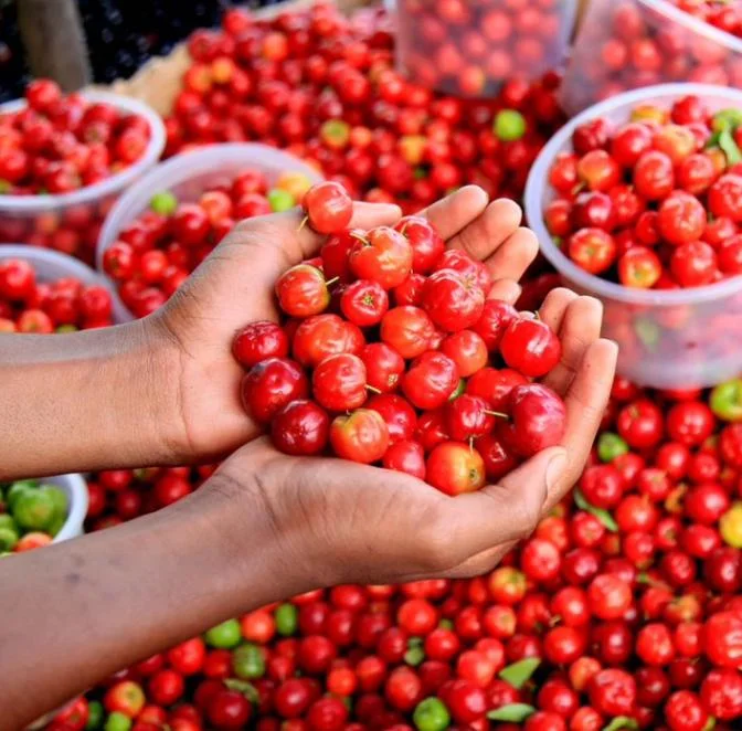 Set of 2 Live Barbados Cherry Plants (Malpighia emarginata) – 4-6” Tall – Edible Fruit Tree Set of 2 Live Barbados Cherry Plants (Malpighia emarginata) – 4-6” Tall – Edible Fruit Tree - Image 3