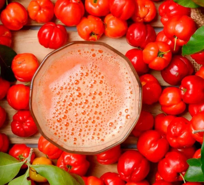 Set of 2 Live Barbados Cherry Plants (Malpighia emarginata) – 4-6” Tall – Edible Fruit Tree Set of 2 Live Barbados Cherry Plants (Malpighia emarginata) – 4-6” Tall – Edible Fruit Tree - Image 5