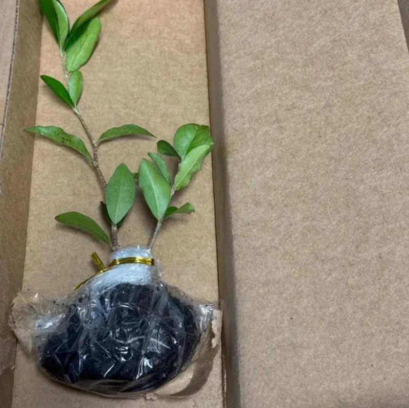 Set of 2 Live Barbados Cherry Plants (Malpighia emarginata) – 4-6” Tall – Edible Fruit Tree Set of 2 Live Barbados Cherry Plants (Malpighia emarginata) – 4-6” Tall – Edible Fruit Tree - Image 7