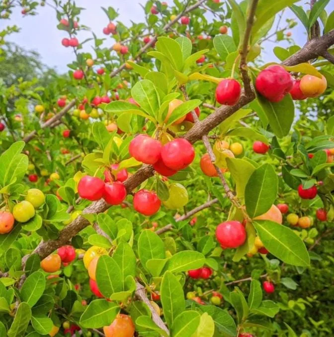 Set of 2 Live Barbados Cherry Plants (Malpighia emarginata) – 4-6” Tall – Edible Fruit Tree Set of 2 Live Barbados Cherry Plants (Malpighia emarginata) – 4-6” Tall – Edible Fruit Tree - Image 1