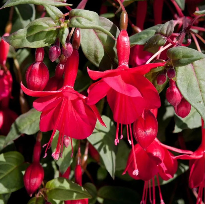 Set of 2 Marinka Fuchsia Live Plants - Hardy Lantern Flowers, 5-6 Inch Tall in 4 Inch Pot Set of 2 Marinka Fuchsia Live Plants - Hardy Lantern Flowers, 5-6 Inch Tall in 4 Inch Pot - Image 2