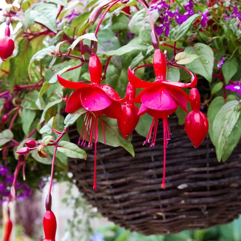 Set of 2 Marinka Fuchsia Live Plants - Hardy Lantern Flowers, 5-6 Inch Tall in 4 Inch Pot Set of 2 Marinka Fuchsia Live Plants - Hardy Lantern Flowers, 5-6 Inch Tall in 4 Inch Pot - Image 3