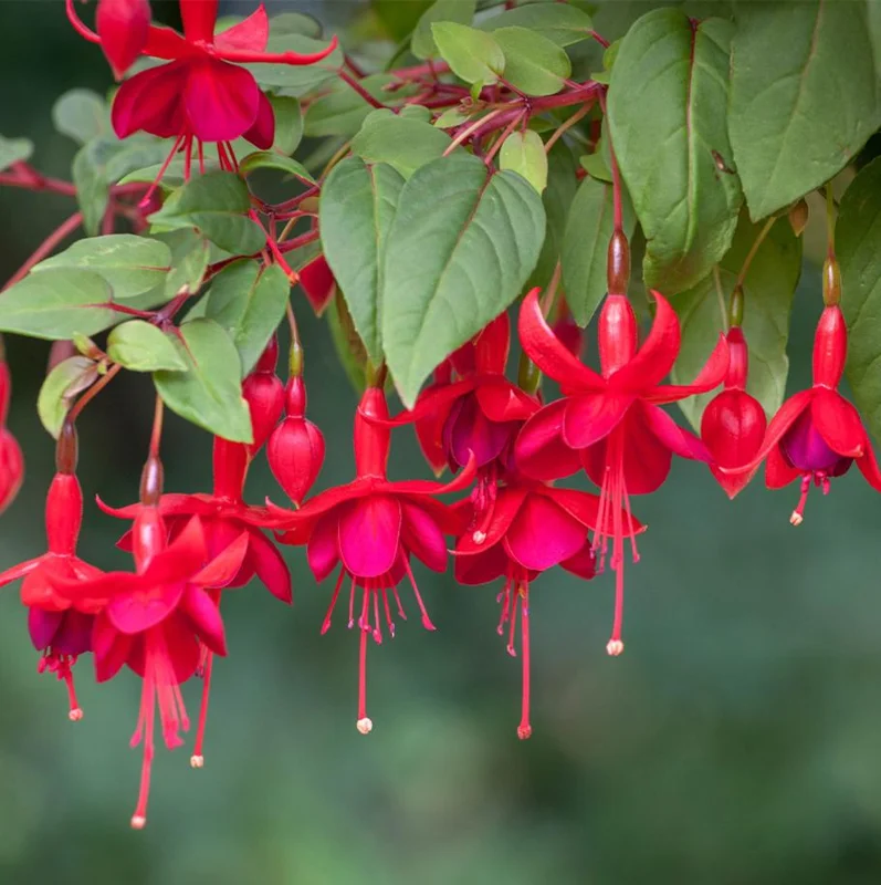 Set of 2 Marinka Fuchsia Live Plants - Hardy Lantern Flowers, 5-6 Inch Tall in 4 Inch Pot Set of 2 Marinka Fuchsia Live Plants - Hardy Lantern Flowers, 5-6 Inch Tall in 4 Inch Pot - Image 1