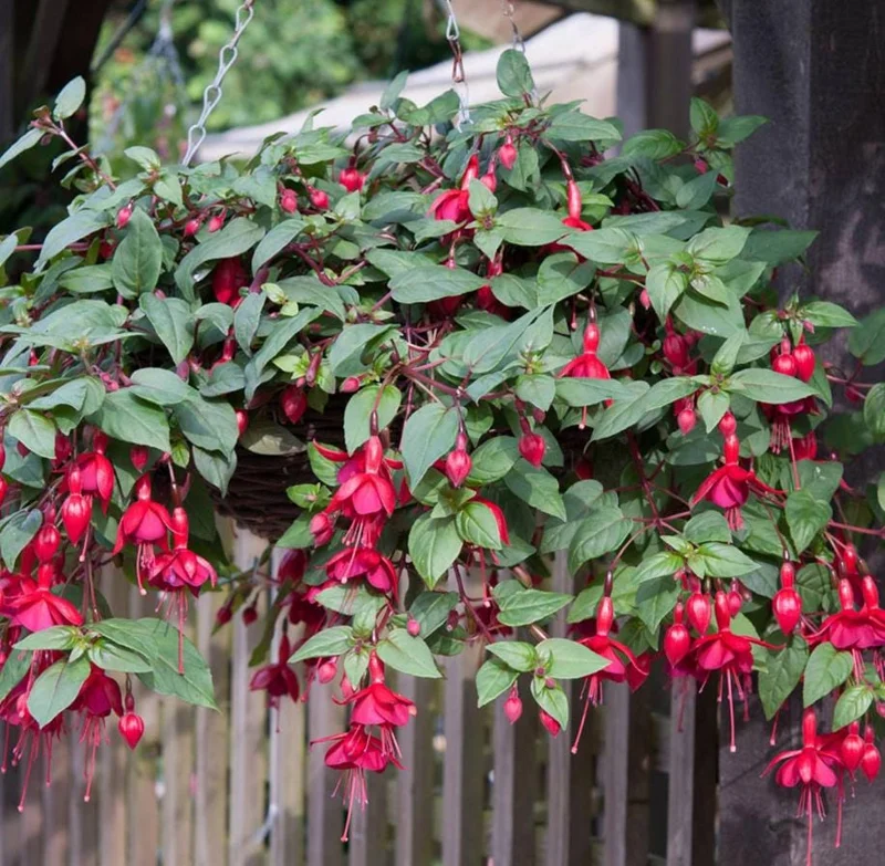 Set of 2 Marinka Fuchsia Live Plants - Hardy Lantern Flowers, 5-6 Inch Tall in 4 Inch Pot Set of 2 Marinka Fuchsia Live Plants - Hardy Lantern Flowers, 5-6 Inch Tall in 4 Inch Pot - Image 7