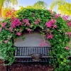 Set of 2 Mexican Creeper Live Plants, 4-6" Tall, Antigonon leptopus, Pink Flowering Vine, Outdoor - Image 1