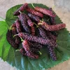 Set of 2 Pakistan Mulberry Live Plants - 6-8 inch Tall Morus nigra - Self-Fertile Fruit Tree Set of 2 Pakistan Mulberry Live Plants - 6-8 inch Tall Morus nigra - Self-Fertile Fruit Tree - Image 1