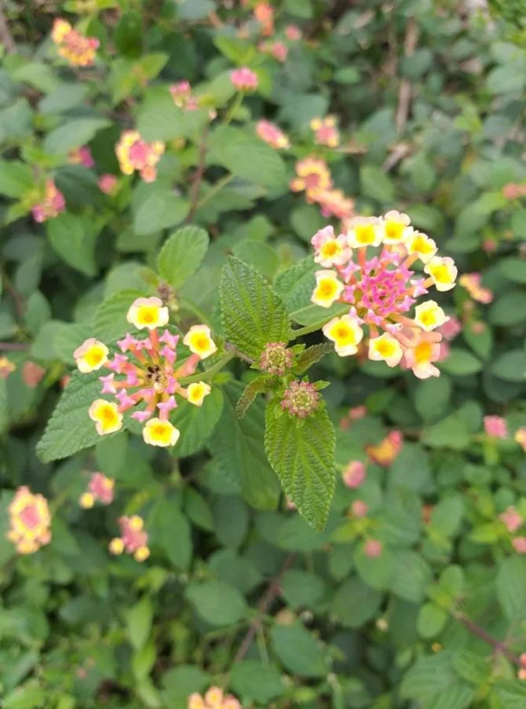Set of 2 Pink Caprice Lantana Live Plants - 4-6" Tall, Attracts Pollinators Set of 2 Pink Caprice Lantana Live Plants - 4-6" Tall, Attracts Pollinators - Image 2