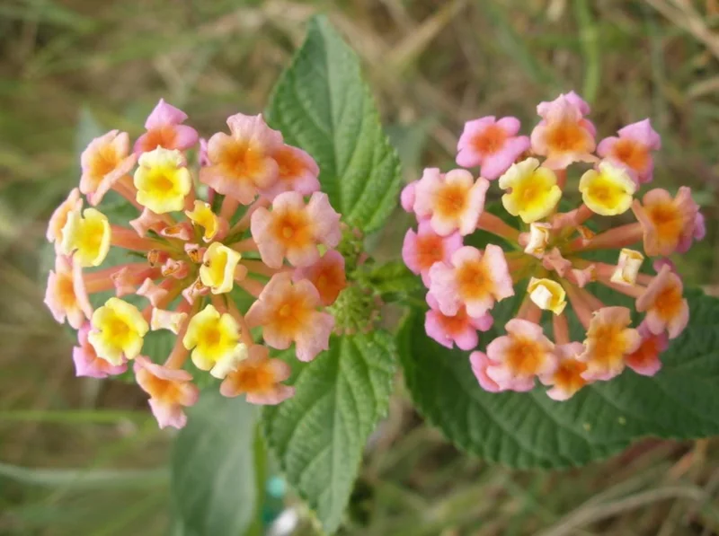 Set of 2 Pink Caprice Lantana Live Plants - 4-6" Tall, Attracts Pollinators Set of 2 Pink Caprice Lantana Live Plants - 4-6" Tall, Attracts Pollinators - Image 3