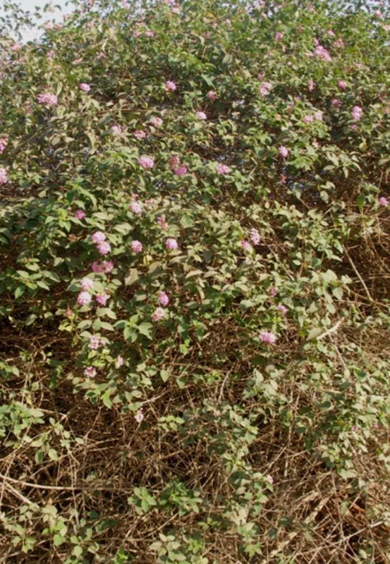 Set of 2 Pink Caprice Lantana Live Plants - 4-6" Tall, Attracts Pollinators Set of 2 Pink Caprice Lantana Live Plants - 4-6" Tall, Attracts Pollinators - Image 4