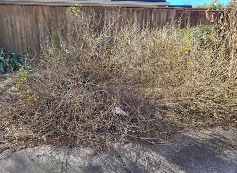 Set of 2 Pink Caprice Lantana Live Plants - 4-6" Tall, Attracts Pollinators Set of 2 Pink Caprice Lantana Live Plants - 4-6" Tall, Attracts Pollinators - Image 5