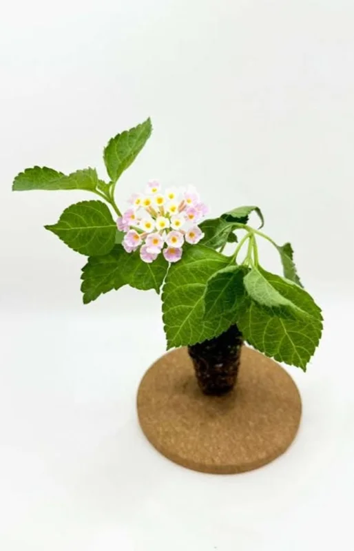 Set of 2 Pink Caprice Lantana Live Plants - 4-6" Tall, Attracts Pollinators Set of 2 Pink Caprice Lantana Live Plants - 4-6" Tall, Attracts Pollinators - Image 6