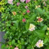 Set of 2 Pink Caprice Lantana Live Plants - 4-6" Tall, Attracts Pollinators - Image 1