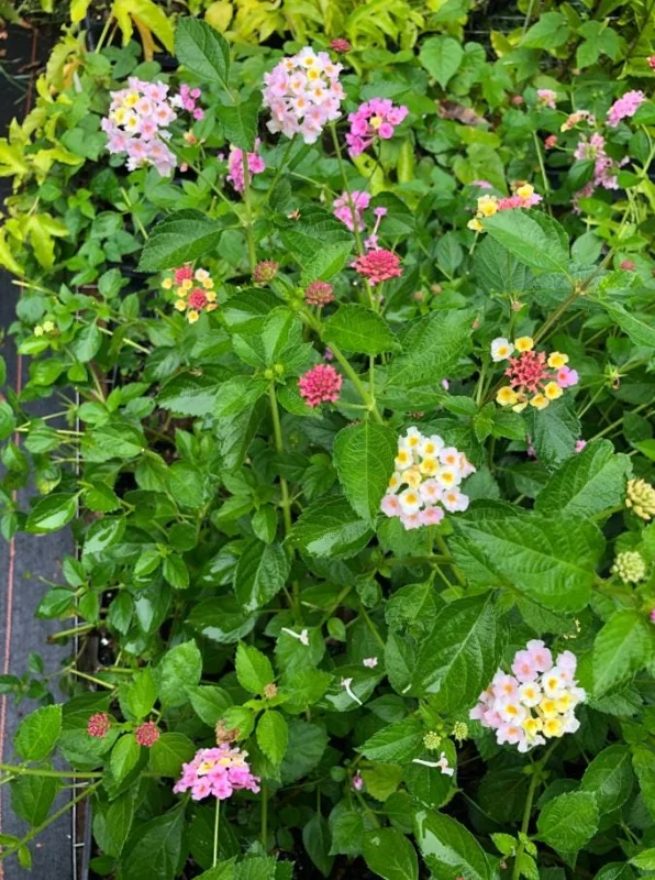 Set of 2 Pink Caprice Lantana Live Plants - 4-6" Tall, Attracts Pollinators Set of 2 Pink Caprice Lantana Live Plants - 4-6" Tall, Attracts Pollinators - Image 1