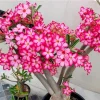 Set of 2 Pink Desert Rose Live Plant - 4-6" Tall Adenium Obesum - Indoor/Outdoor - Image 1