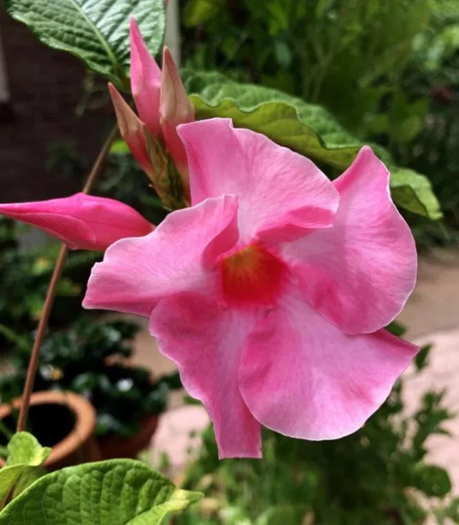 Set of 2 Pink Mandevilla Live Plants – 4-6" Tall Rooted Starter Vines Outdoor - Image 2