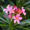 Set of 2 Pink Oleander Live Plants – Nerium oleander – 4-8" Tall Bare Root Flowering Shrub Outdoor - Image 1