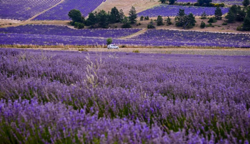 Set of 2 Provence Lavender Live Plants (Lavandula intermedia 'Provence') – 4-6" Tall – Bare Root – Fragrant, Drought-Tolerant Outdoor Shrub - Image 1