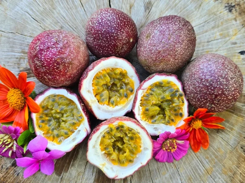 Set of 2 Purple Passion Fruit Vine Live Plant, Tropical, Perennial, 4-6 Inches Tall Set of 2 Purple Passion Fruit Vine Live Plant, Tropical, Perennial, 4-6 Inches Tall - Image 3