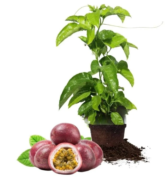 Set of 2 Purple Passion Fruit Vine Live Plant, Tropical, Perennial, 4-6 Inches Tall Set of 2 Purple Passion Fruit Vine Live Plant, Tropical, Perennial, 4-6 Inches Tall - Image 5