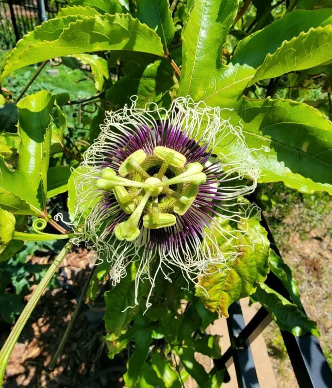 Set of 2 Purple Passion Fruit Vine Live Plant, Tropical, Perennial, 4-6 Inches Tall Set of 2 Purple Passion Fruit Vine Live Plant, Tropical, Perennial, 4-6 Inches Tall - Image 9