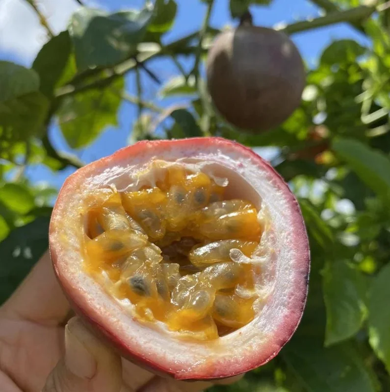 Set of 2 Purple Passionfruit Live Plants, 4-6" Tall, Self-Pollinating Vine, Outdoor Set of 2 Purple Passionfruit Live Plants, 4-6" Tall, Self-Pollinating Vine, Outdoor - Image 2