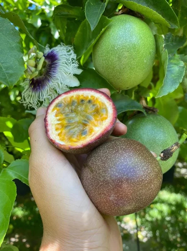 Set of 2 Purple Passionfruit Live Plants, 4-6" Tall, Self-Pollinating Vine, Outdoor Set of 2 Purple Passionfruit Live Plants, 4-6" Tall, Self-Pollinating Vine, Outdoor - Image 3