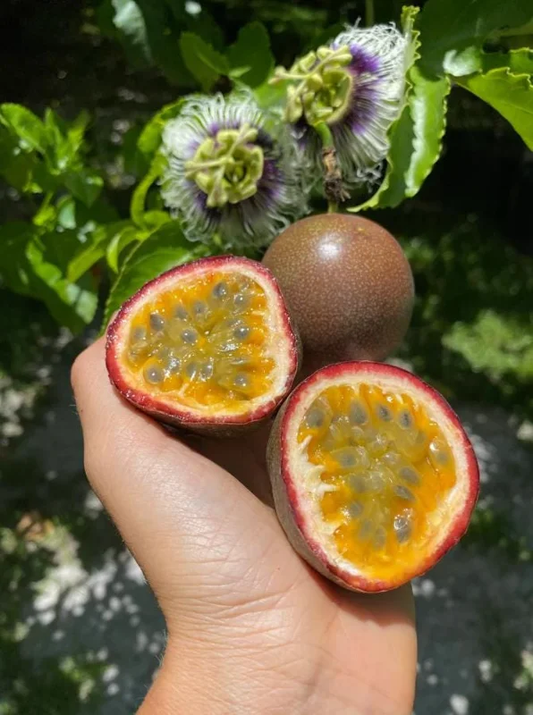 Set of 2 Purple Passionfruit Live Plants, 4-6" Tall, Self-Pollinating Vine, Outdoor Set of 2 Purple Passionfruit Live Plants, 4-6" Tall, Self-Pollinating Vine, Outdoor - Image 5