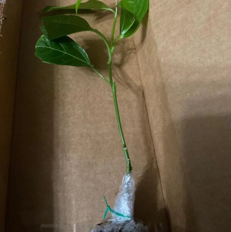 Set of 2 Purple Passionfruit Live Plants, 4-6" Tall, Self-Pollinating Vine, Outdoor Set of 2 Purple Passionfruit Live Plants, 4-6" Tall, Self-Pollinating Vine, Outdoor - Image 6