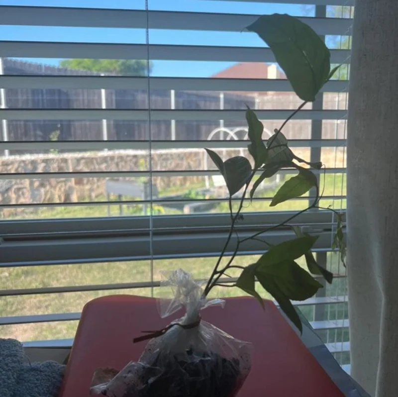 Set of 2 Purple Passionfruit Live Plants, 4-6" Tall, Self-Pollinating Vine, Outdoor Set of 2 Purple Passionfruit Live Plants, 4-6" Tall, Self-Pollinating Vine, Outdoor - Image 7