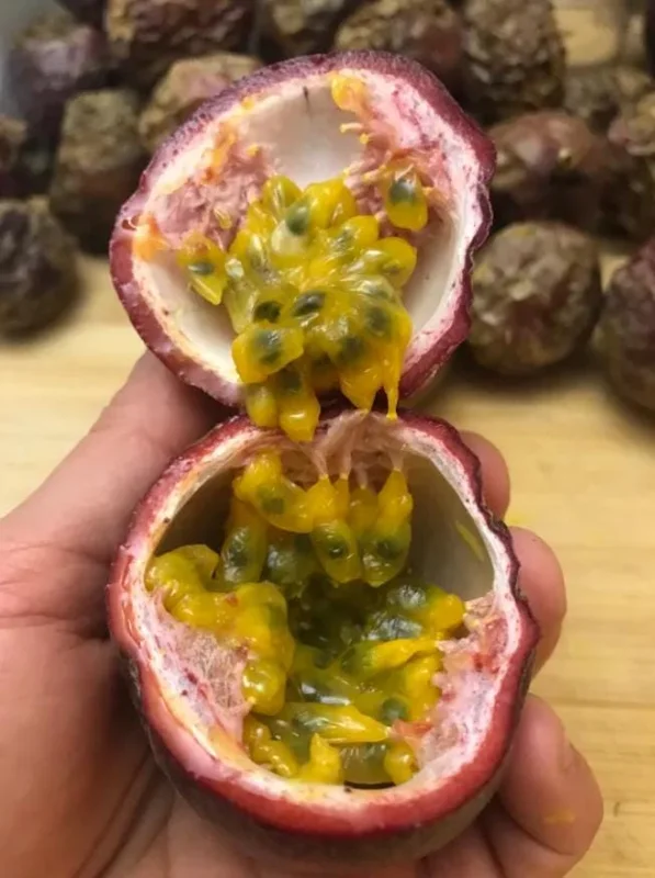 Set of 2 Purple Passionfruit Live Plants, 4-6" Tall, Self-Pollinating Vine, Outdoor Set of 2 Purple Passionfruit Live Plants, 4-6" Tall, Self-Pollinating Vine, Outdoor - Image 8