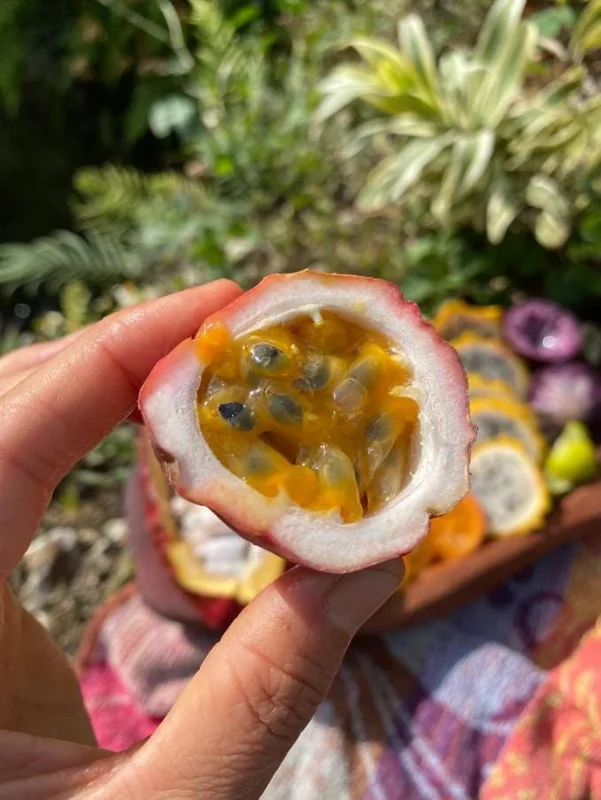 Set of 2 Purple Passionfruit Live Plants, 4-6" Tall, Self-Pollinating Vine, Outdoor Set of 2 Purple Passionfruit Live Plants, 4-6" Tall, Self-Pollinating Vine, Outdoor - Image 9