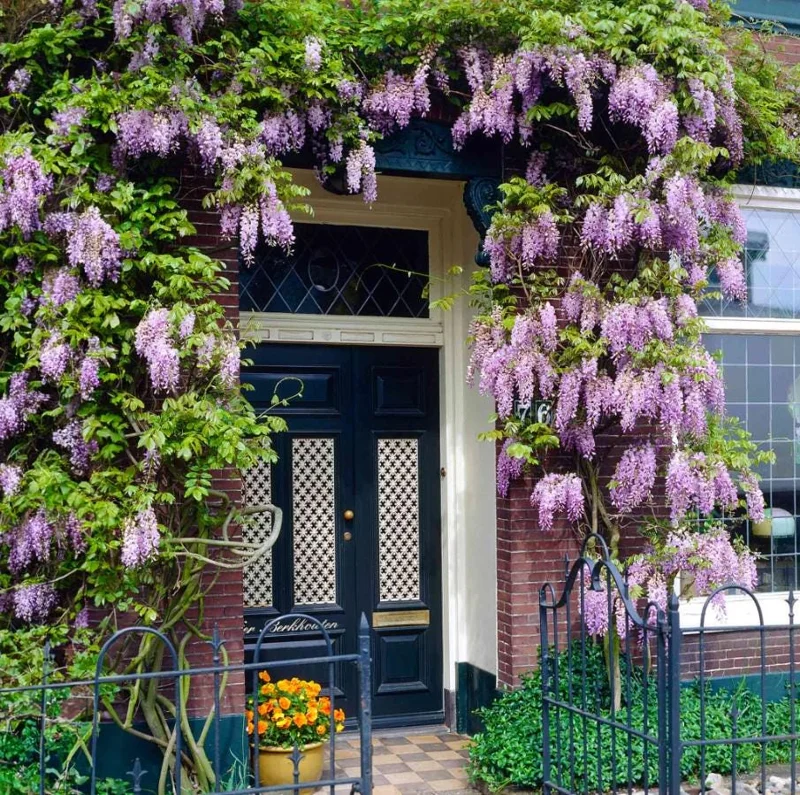 Set of 2 Purple Wisteria Live Plants - 6-12" Tall, 3" Pot, Fragrant Blooms Set of 2 Purple Wisteria Live Plants - 6-12" Tall, 3" Pot, Fragrant Blooms - Image 3