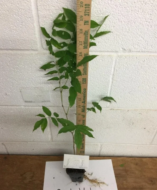 Set of 2 Purple Wisteria Live Plants - 6-12" Tall, 3" Pot, Fragrant Blooms Set of 2 Purple Wisteria Live Plants - 6-12" Tall, 3" Pot, Fragrant Blooms - Image 4