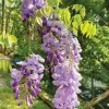 Set of 2 Purple Wisteria Live Plants - 6-12" Tall, 3" Pot, Fragrant Blooms - Image 1
