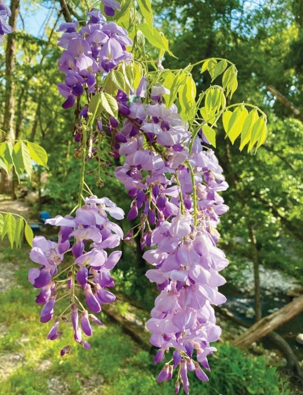Set of 2 Purple Wisteria Live Plants - 6-12" Tall, 3" Pot, Fragrant Blooms Set of 2 Purple Wisteria Live Plants - 6-12" Tall, 3" Pot, Fragrant Blooms - Image 1