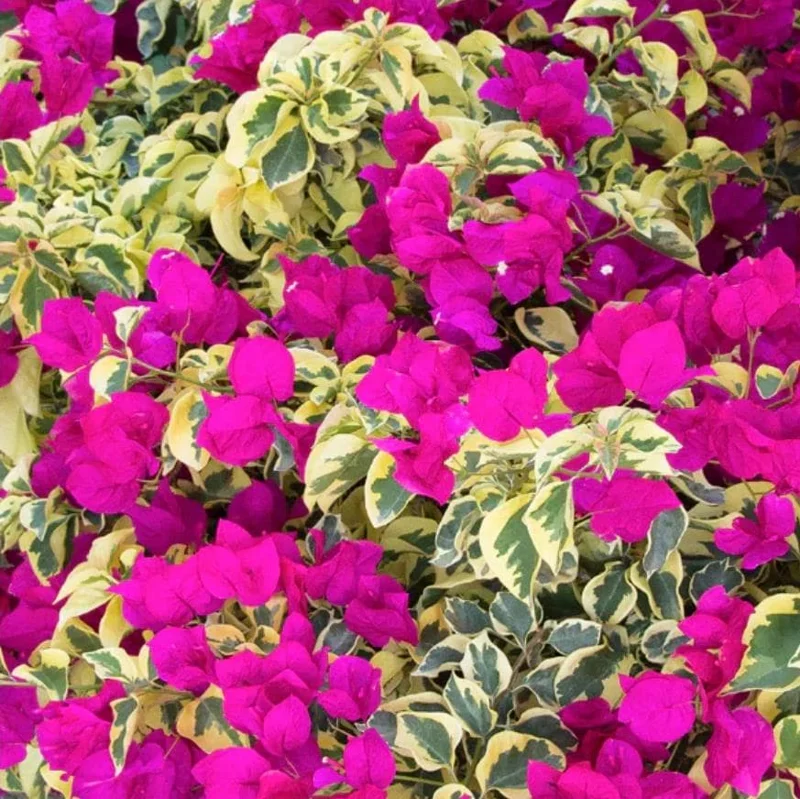 Set of 2 Raspberry Ice Bougainvillea Live Plants, Pink Color, 4-6 Inch Tall Set of 2 Raspberry Ice Bougainvillea Live Plants, Pink Color, 4-6 Inch Tall - Image 2