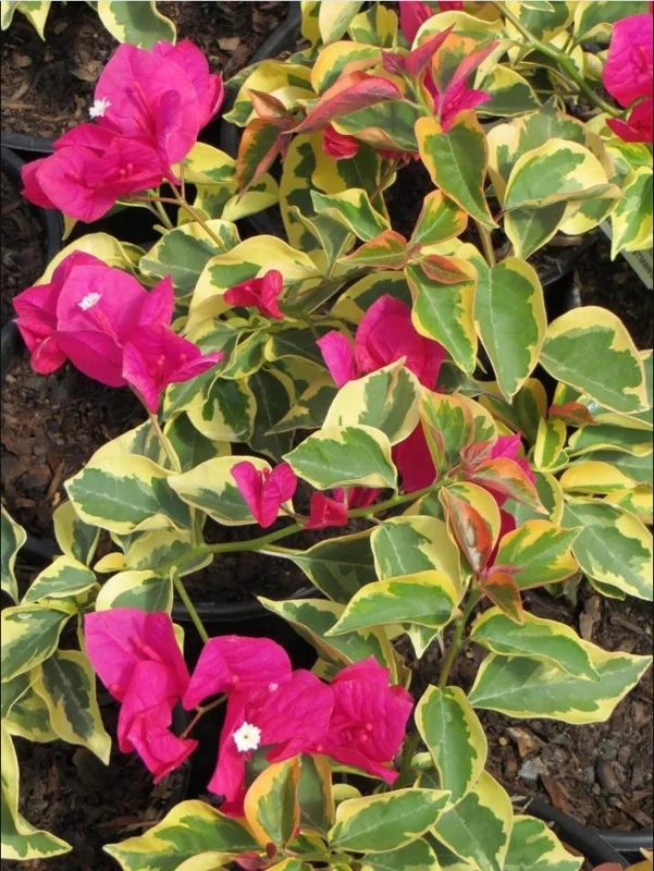 Set of 2 Raspberry Ice Bougainvillea Live Plants, Pink Color, 4-6 Inch Tall Set of 2 Raspberry Ice Bougainvillea Live Plants, Pink Color, 4-6 Inch Tall - Image 5