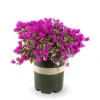 Set of 2 Raspberry Ice Bougainvillea Live Plants, Pink Color, 4-6 Inch Tall - Image 1