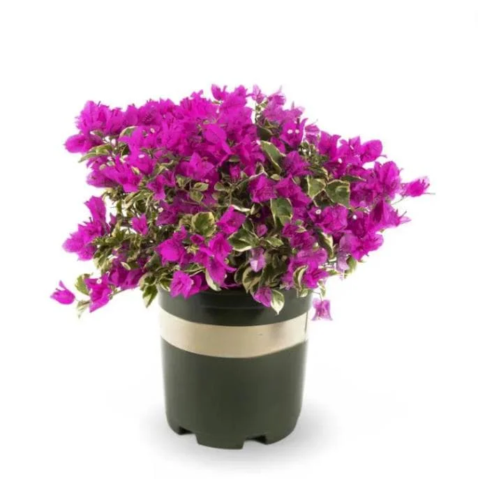 Set of 2 Raspberry Ice Bougainvillea Live Plants, Pink Color, 4-6 Inch Tall Set of 2 Raspberry Ice Bougainvillea Live Plants, Pink Color, 4-6 Inch Tall - Image 1