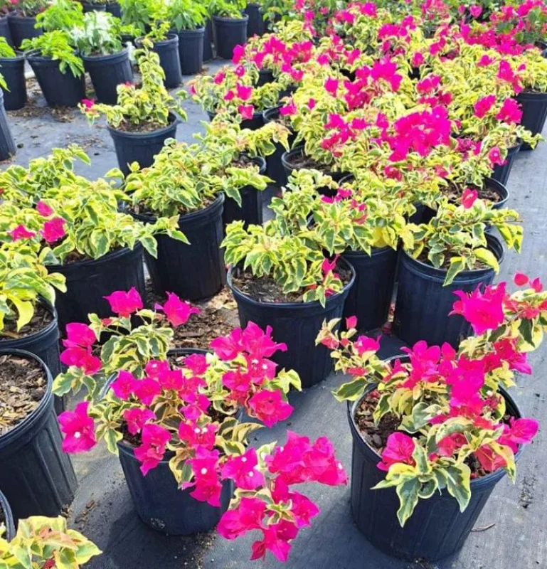 Set of 2 Raspberry Ice Bougainvillea Live Plants, Pink Color, 4-6 Inch Tall Set of 2 Raspberry Ice Bougainvillea Live Plants, Pink Color, 4-6 Inch Tall - Image 6