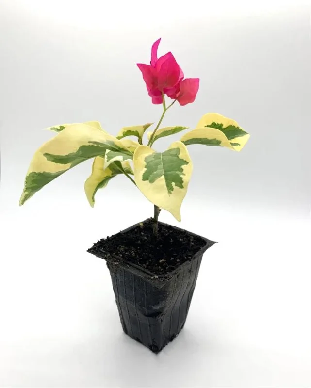 Set of 2 Raspberry Ice Bougainvillea Live Plants, Pink Color, 4-6 Inch Tall Set of 2 Raspberry Ice Bougainvillea Live Plants, Pink Color, 4-6 Inch Tall - Image 9
