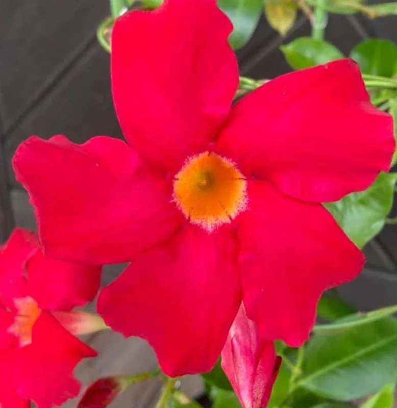 Set of 2 Red Mandevilla Live Plants – 4-6" Tall Flowering Vines for Garden - Image 2