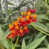 Set of 2 Red Milkweed Live Plants – Asclepias perennis – 3-6" Tall – Outdoor Pollinator Flower - Image 1