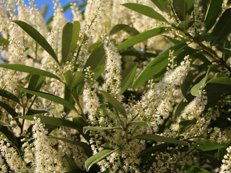 Set of 2 Schip Laurel Live Plants – 6-10in Tall – 3in Pot – Evergreen Shrub Set of 2 Schip Laurel Live Plants – 6-10in Tall – 3in Pot – Evergreen Shrub - Image 2